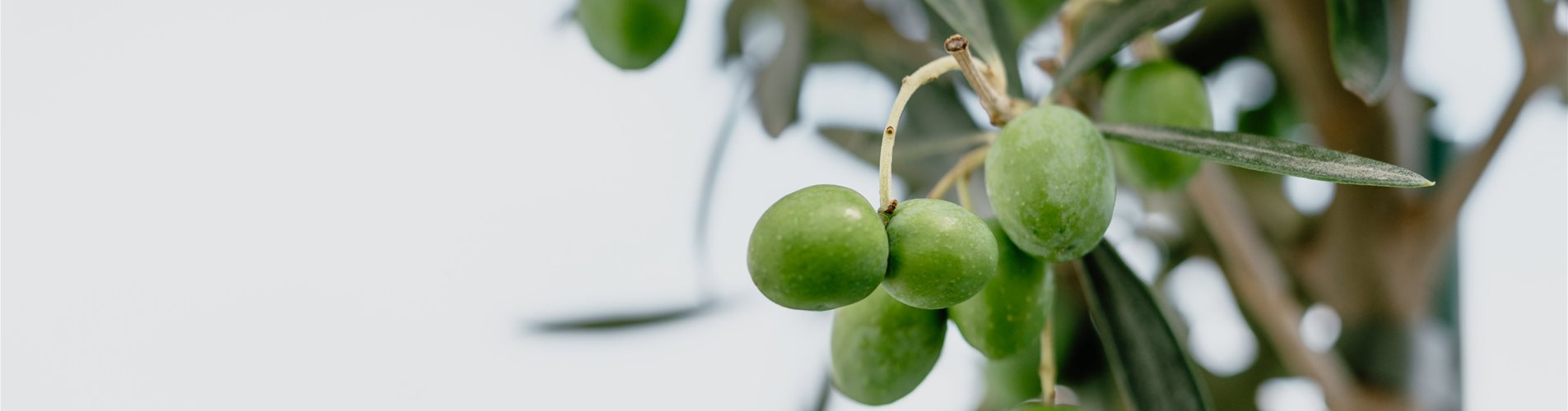 bellaflora-sommer-studiosoco-70-0-1750-4043-2274 bellaflora-sommer-studiosoco-70-0-1750-4043-2274