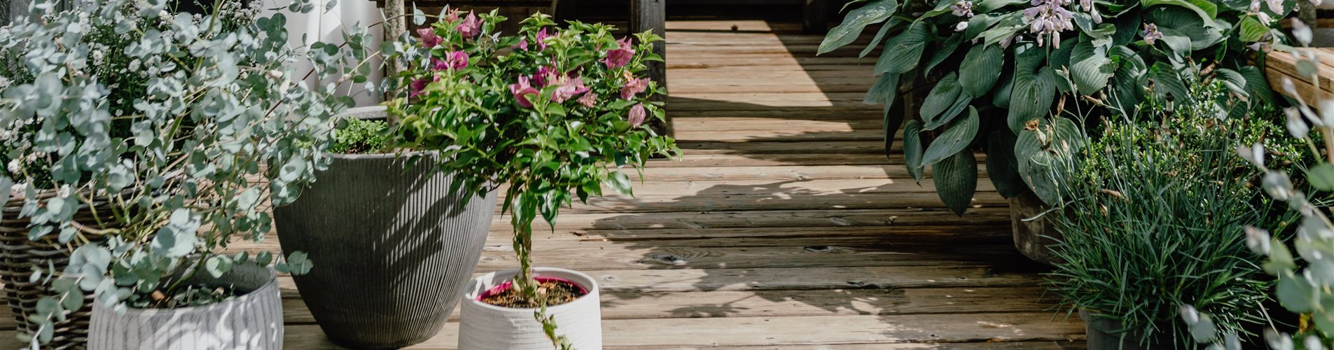 bellaflora-sommer-studiosoco-72-0-3174-4043-2274