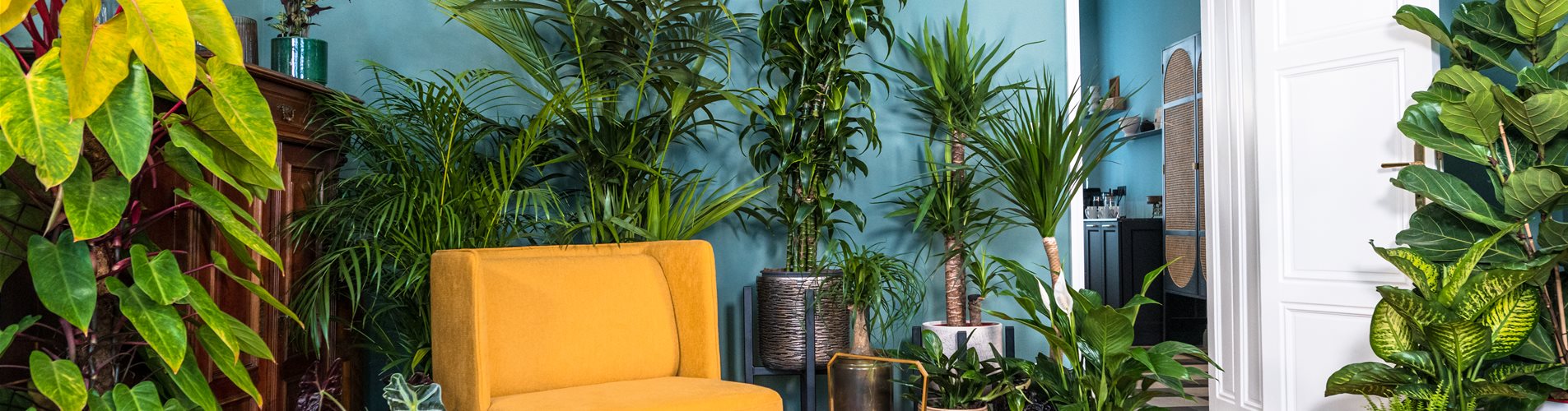 Grünpflanzen im Wohnzimmer