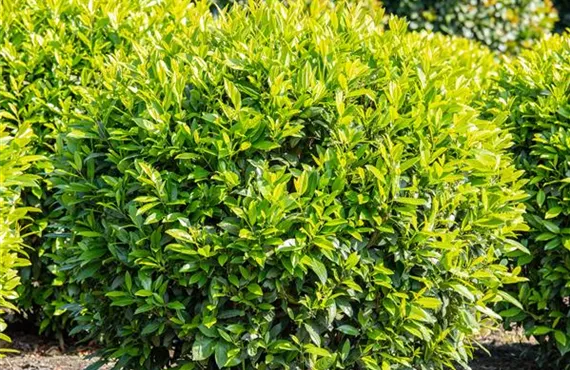 Winterharte immergrüne Sträucher entdecken