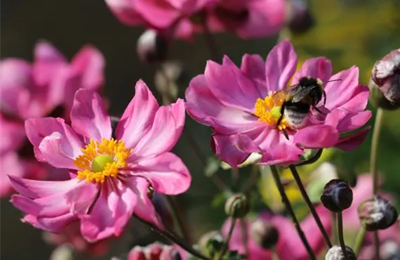 Biene auf rosa Blume im Garten