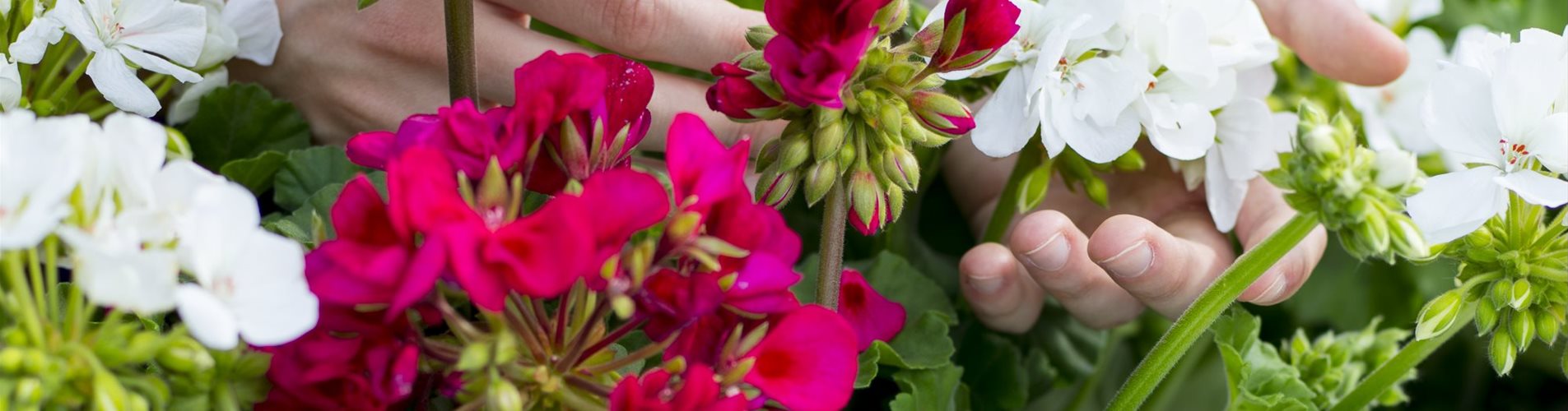 Balkonblumen-Header-298-0-1995-2660