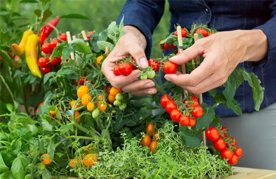 Tomaten sind sehr beliebte Gemüsepflanzen
