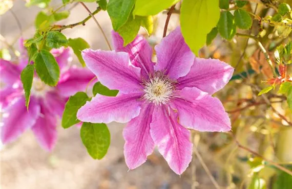 1681 (2) Clematis 'Bees Jubilee'