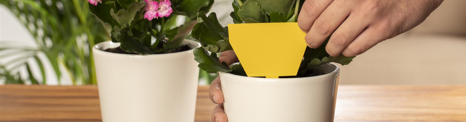 GS593314_Zimmerpflanzen mit Gelbtafel_