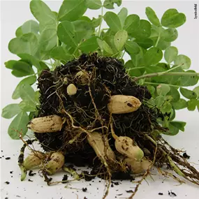 Arachis hypogaea 'Mammouth'