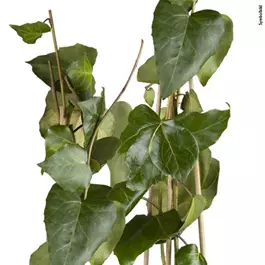 Hedera colchica Sulphur Heart
