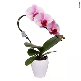 Phalaenopsis Swan Blush in Keramik