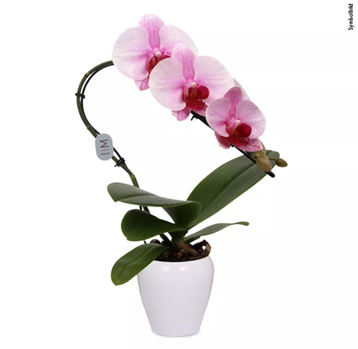 Schmetterlingsorchidee