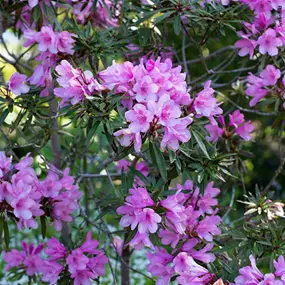 Rhododendron ponticum Graziella