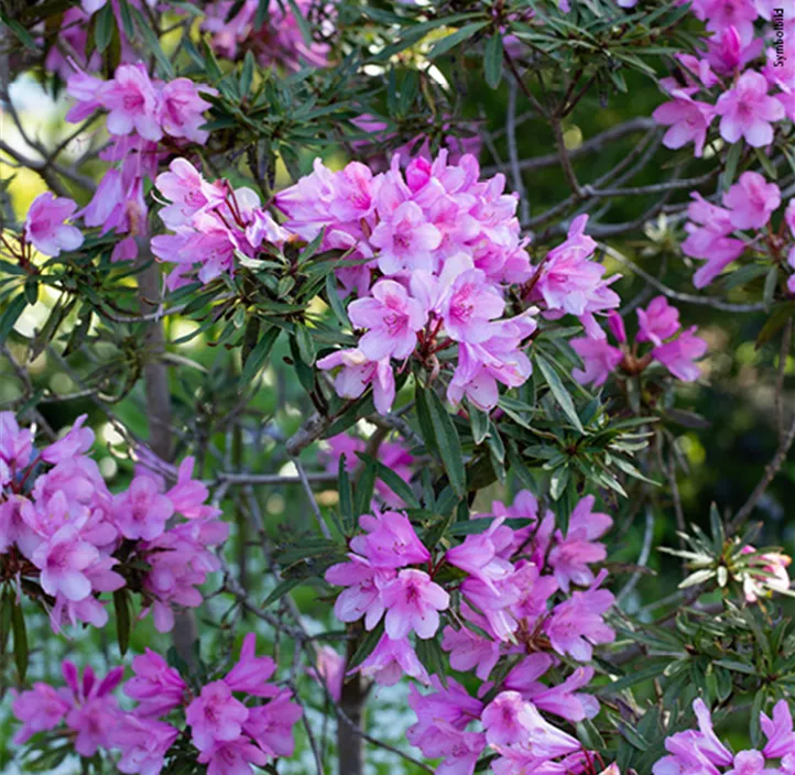 Pontischer Rhododendron 'Graziella'