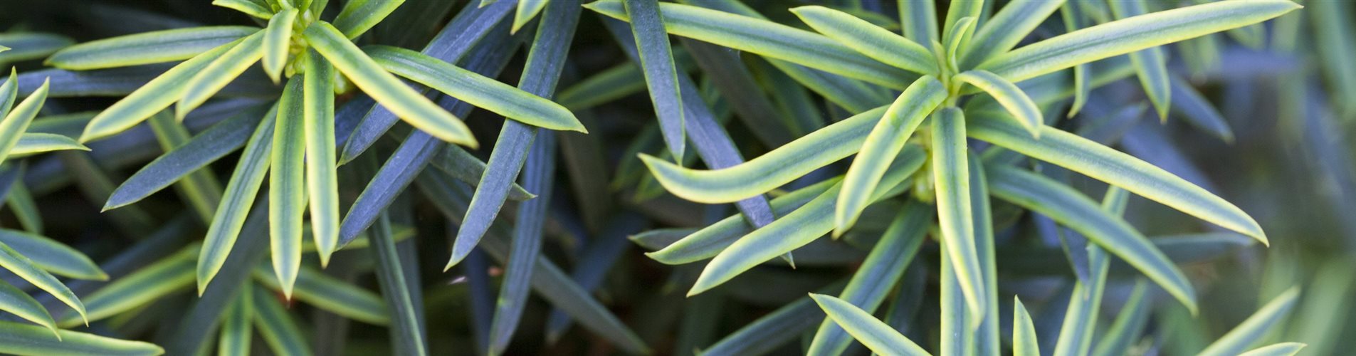 Taxus baccata 'Fastigiata Aureomarginata'