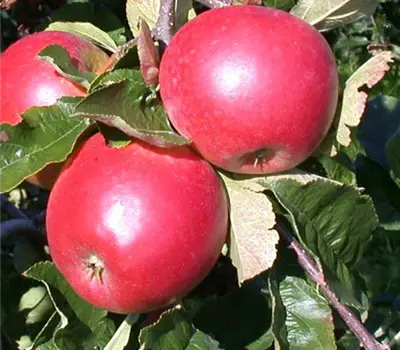 Apfel Santana