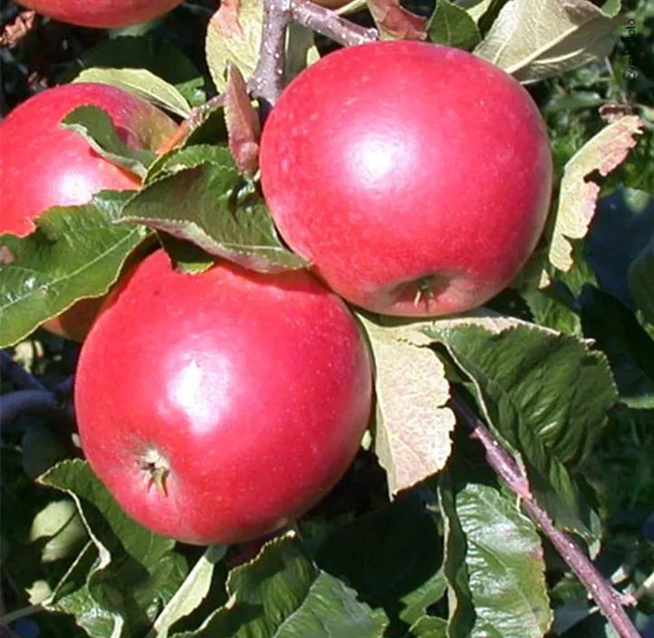 Apfel 'Santana'®