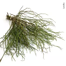 Heidelbeerzweige im Bund