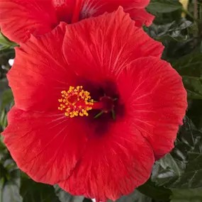 Hibiscus rosa sinensis