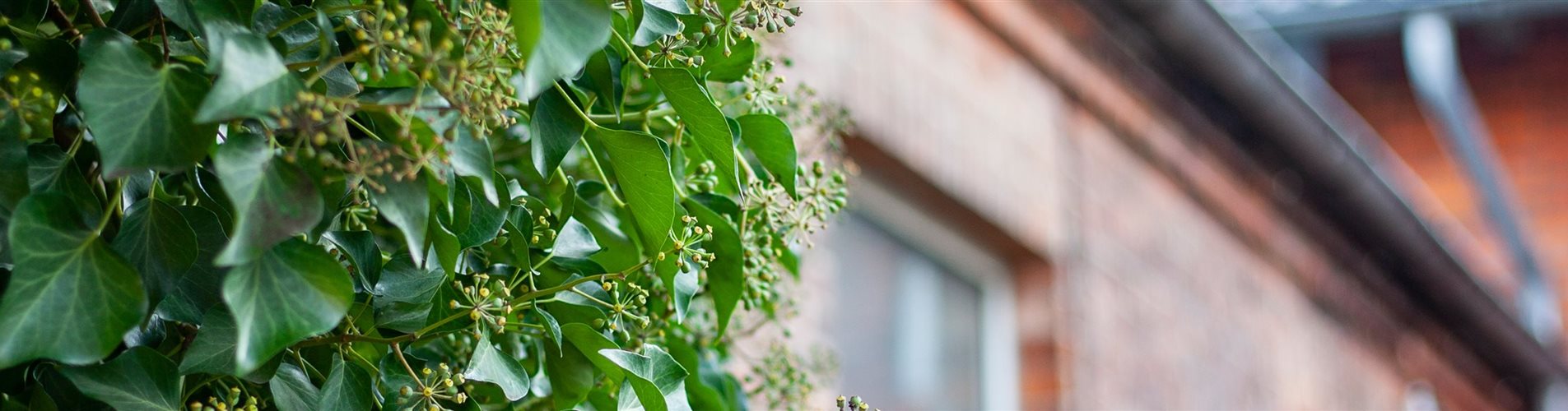 Efeu an Hauswand Efeu an Hauswand