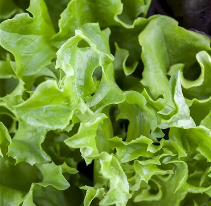 Pflücksalat im kompostierbarem Topf