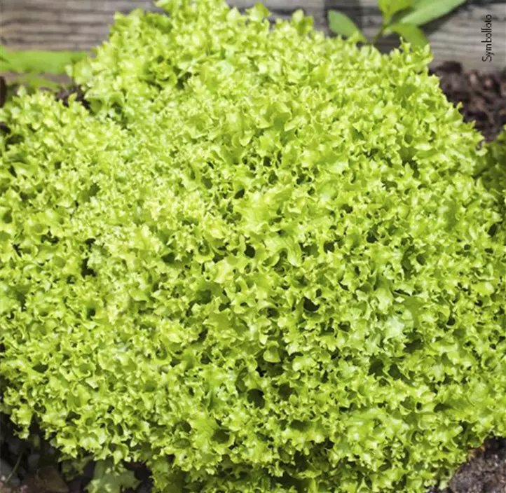 Pflücksalat im kompostierbarem Topf