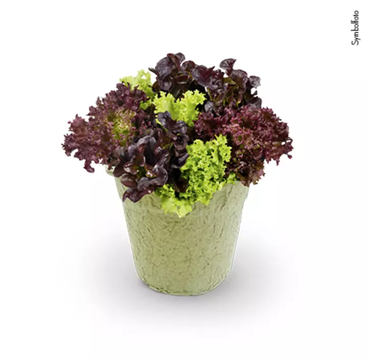 Pflücksalat im kompostierbarem Topf