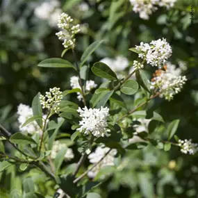 Ligustrum ovalifolium (Lieferartikel)