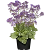 bellaflora Gartencenter GmbH