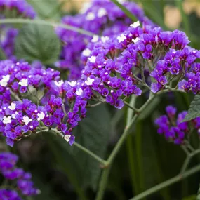 Limonium latifolium Salt Lake