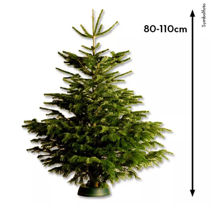 Nordmanntanne, 80-110 cm