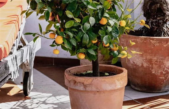 Zitruspflanzen mit Orangen, im Kübel auf der Terrasse