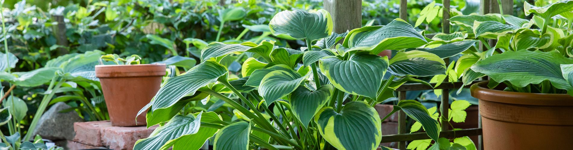 Gartenambiente mit Hosta