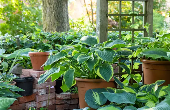 grünes Gartenambiente mit Hosta