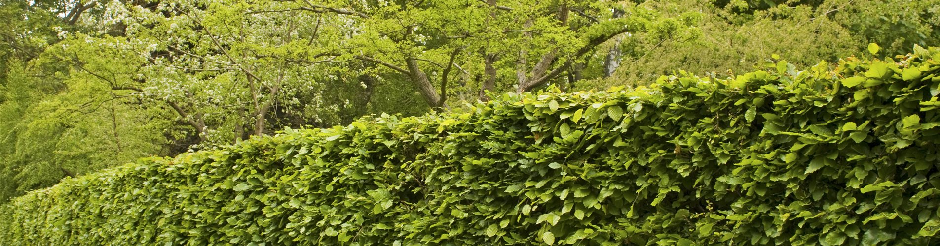 iStock-151929087_header