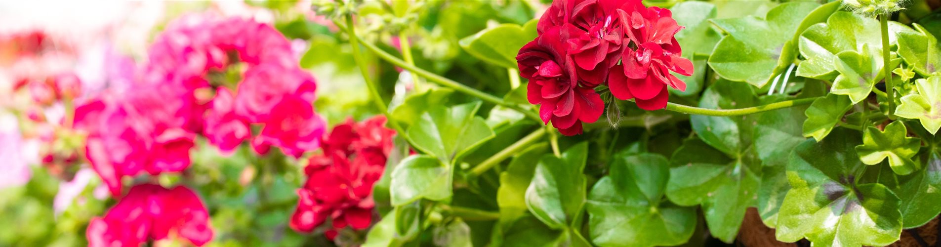 Pelargonium peltatum ,Great Balls of Fire Burgundy Blaze'
