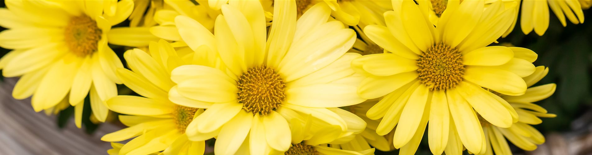 Chrysanthemums 'Tamalu Yellow'