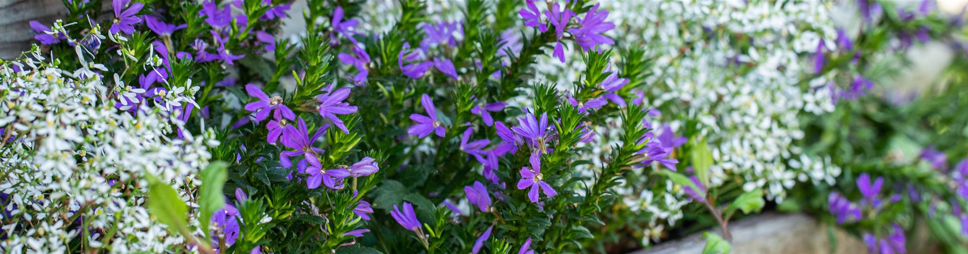 Scaevola saligna Scaevola saligna