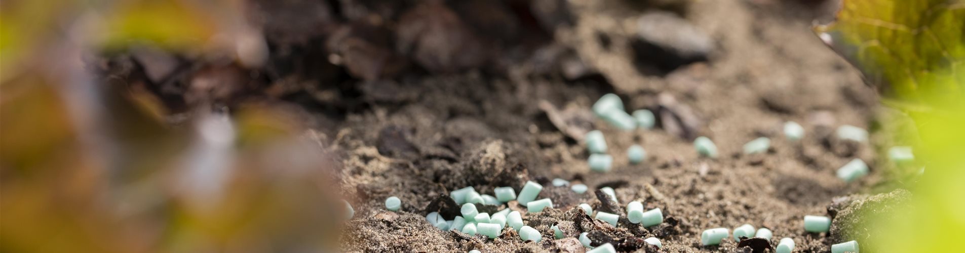 GS593297_Schneckenkorn im Salatbeet_-0-666-6720-3780