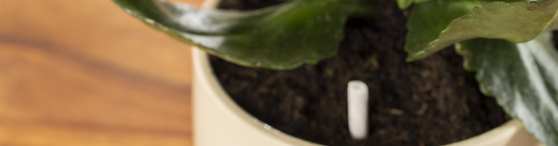 GS593323_Schädlingsstäbchen in Zimmerpflanzentopf _-0-3765-4480-2520