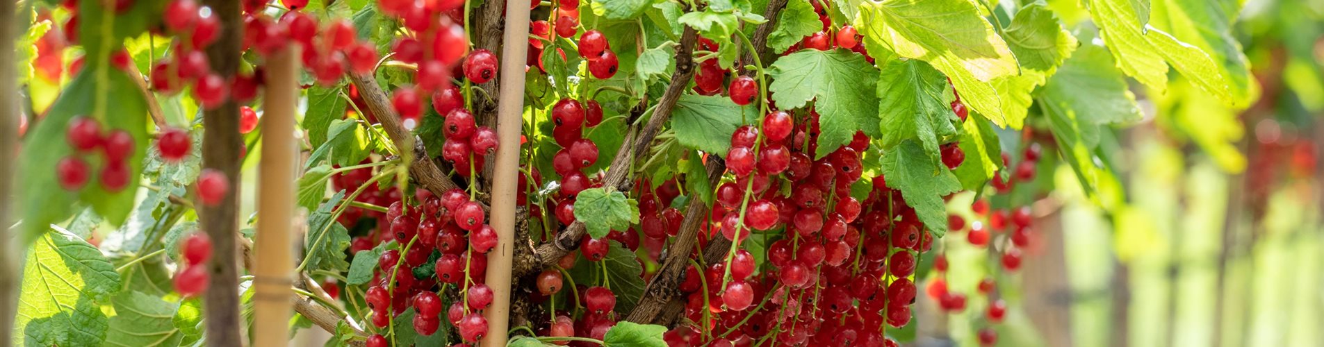 Ribes uva-crispa 'Rovada'