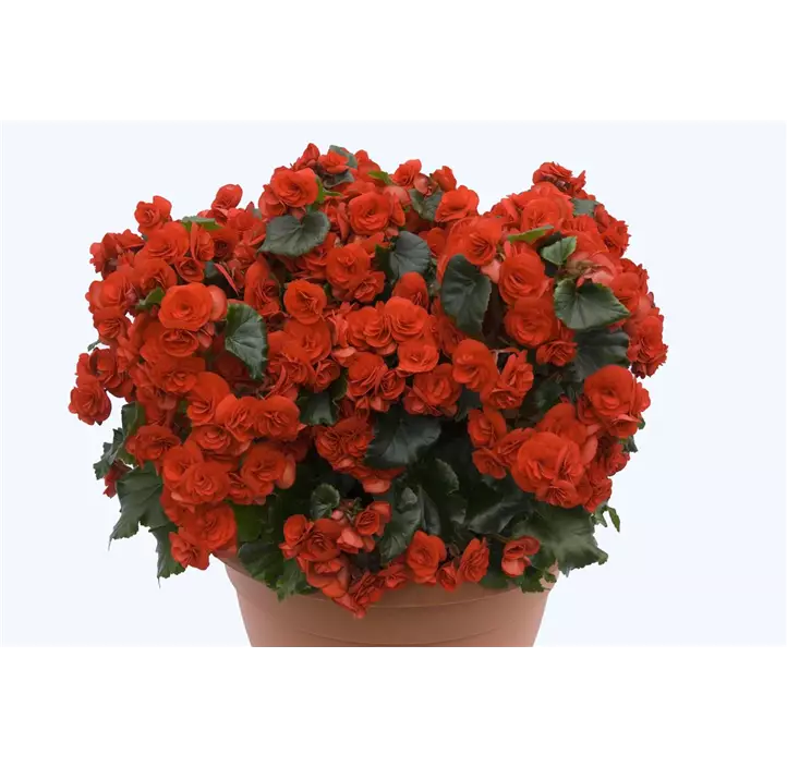 Begonie 'Solenia Rot'