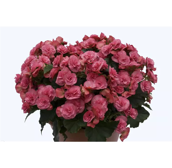 Begonie 'Solenia Rot'