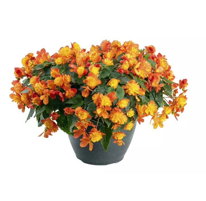 Begonie 'Riseup™ Harlequin'
