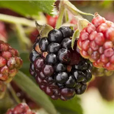 Brombeeren