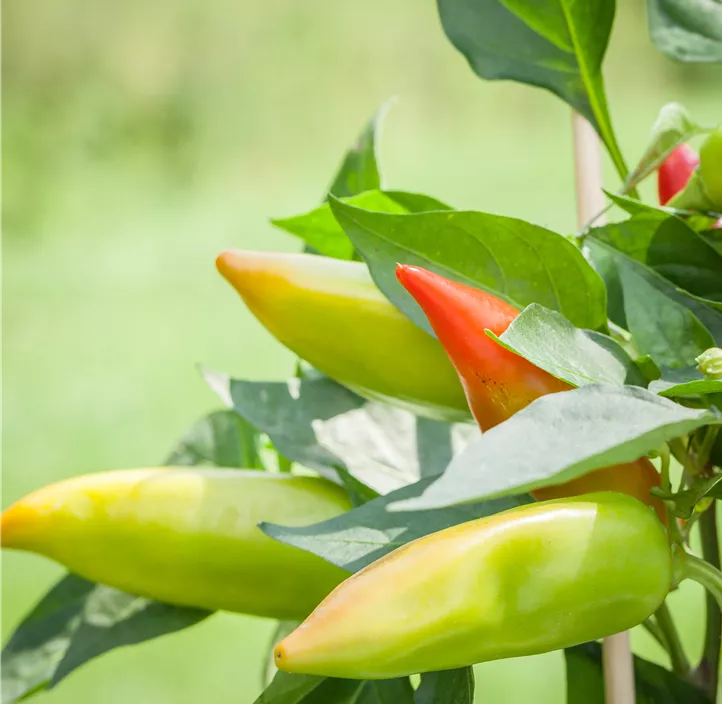 Spitzpaprika 