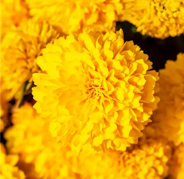 Großblumiges Garten-Mädchenauge 'Solanna Golden Sphere'