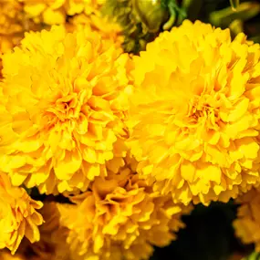 Coreopsis grandiflora Solanna Golden Sphere