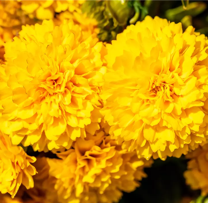 Großblumiges Garten-Mädchenauge 'Solanna Golden Sphere'