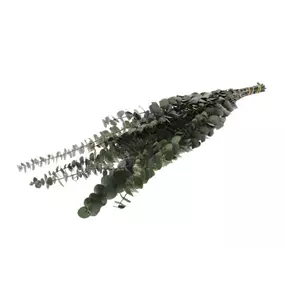 Eukalyptus Baby Bund