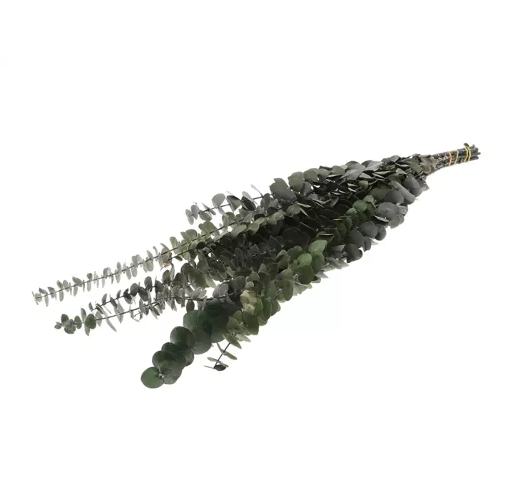 Eukalyptus Baby Bund