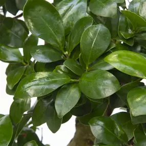 Ficus microcarpa Ginseng