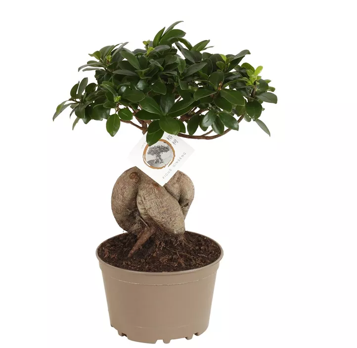 Chinesische Feige 'Ginseng'